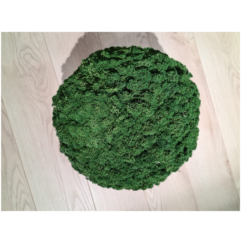 Decoratiune StyleGreen  Reindeer Moss Leafgreen