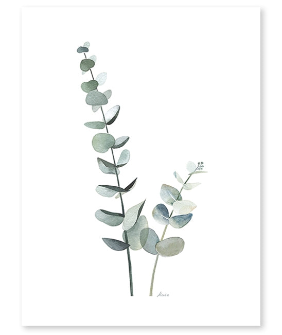 Poster (30x40cm) - EUCALYPTUS FOLIAGE